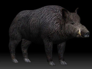 boar 3D Model