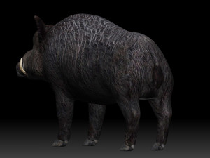 boar Model 3D