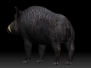 boar 3D Model