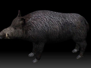 boar 3D Model