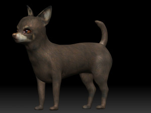 chihuahua dog 3D Model
