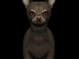 chihuahua dog 3D Model
