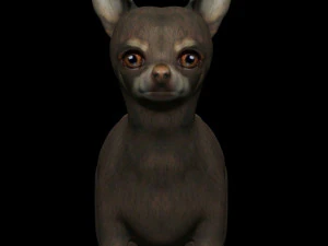 chihuahua dog 3D Model