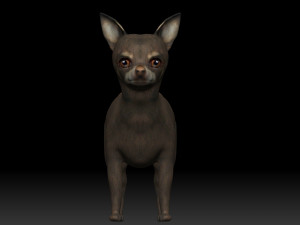 chihuahua dog 3D Model