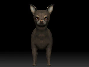 chihuahua dog 3D Model