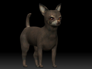 chihuahua dog 3D Model
