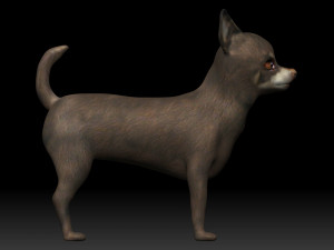 chihuahua dog 3D Model