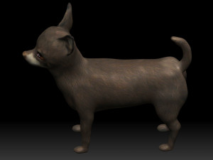 chihuahua dog 3D Model