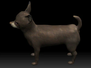 chihuahua dog 3D Model