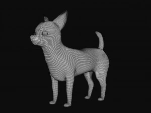 chihuahua dog 3D Model