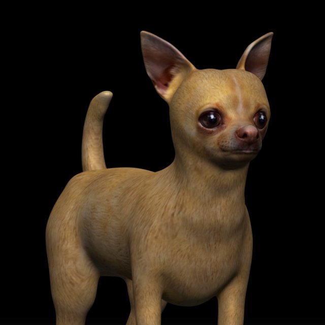 chihuahua dog 3D Модель .c4d .max .obj .3ds .fbx .stl .blend 