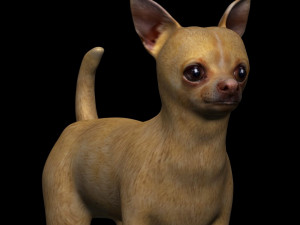 chihuahua dog 3Dモデル