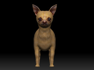 chihuahua dog 3D Модель