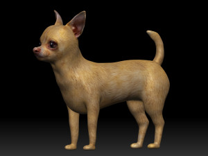 chihuahua dog 3D Модель