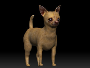 chihuahua dog 3D Модель