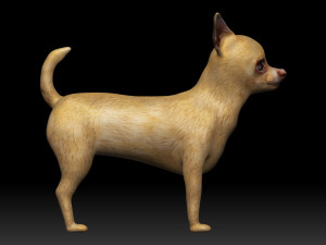 chihuahua dog 3D Модель