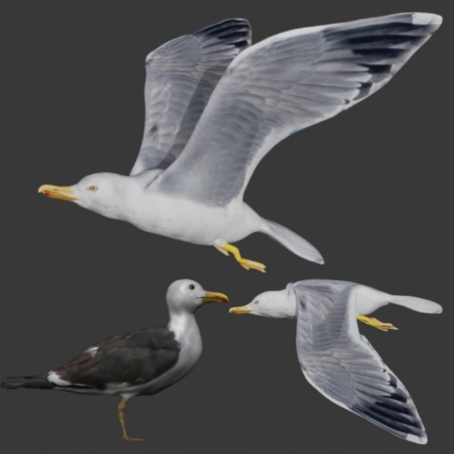 seagull Modèle 3D .c4d .max .obj .3ds .fbx .stl .blend 