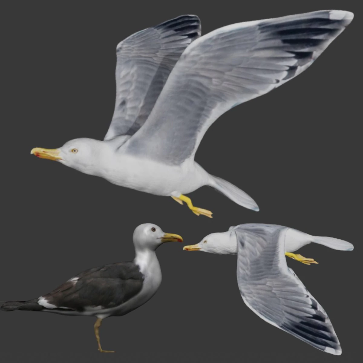 seagull 3D Model .c4d .max .obj .3ds .fbx .stl .blend 