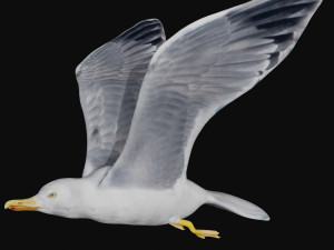 seagull Modèle 3D