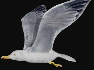 seagull 3D Model