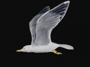 seagull Modèle 3D