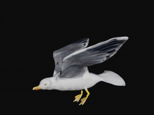 seagull Modèle 3D