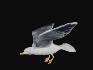 seagull 3D Model