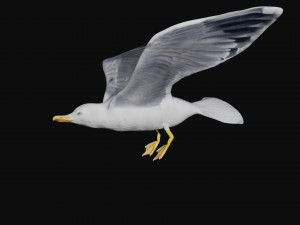 seagull Modèle 3D
