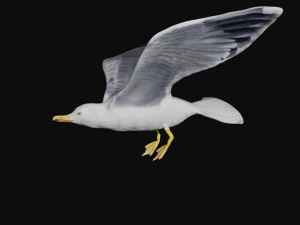 seagull 3D Model