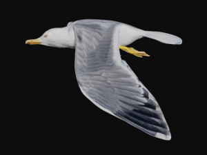 seagull Modèle 3D