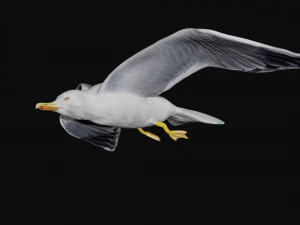 seagull 3D Model