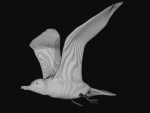 seagull Modèle 3D