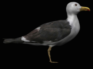 seagull Modèle 3D