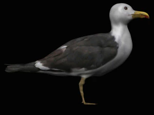 seagull 3D Model