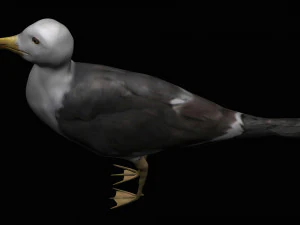 seagull 3D Model