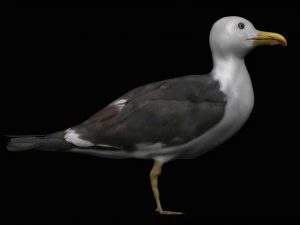 seagull 3D Model