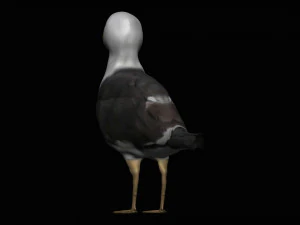 seagull 3D Model