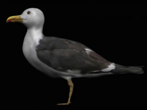 seagull 3D Model