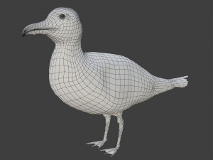 seagull Modèle 3D
