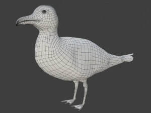 seagull 3D Model