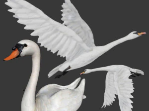 zwaan vogel 3D Model