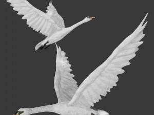 swan bird 3D 모델