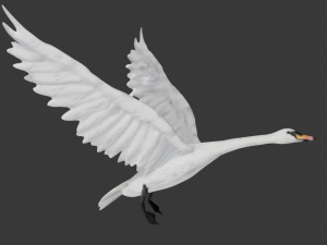 swan bird 3D 모델