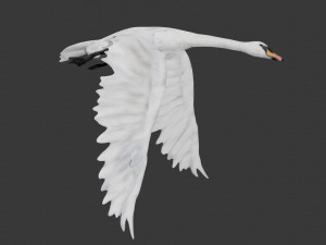 swan bird 3D 모델