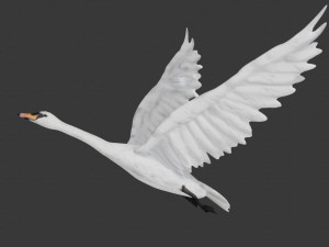 swan bird 3D 모델
