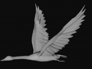 swan bird 3D 모델