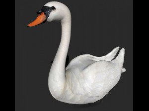 swan bird 3D 모델