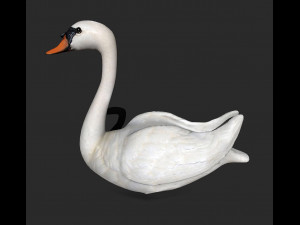 swan bird 3D 모델