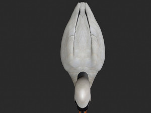 swan bird 3D 모델