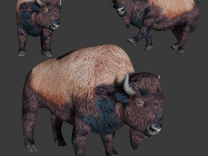 bison 3D Model